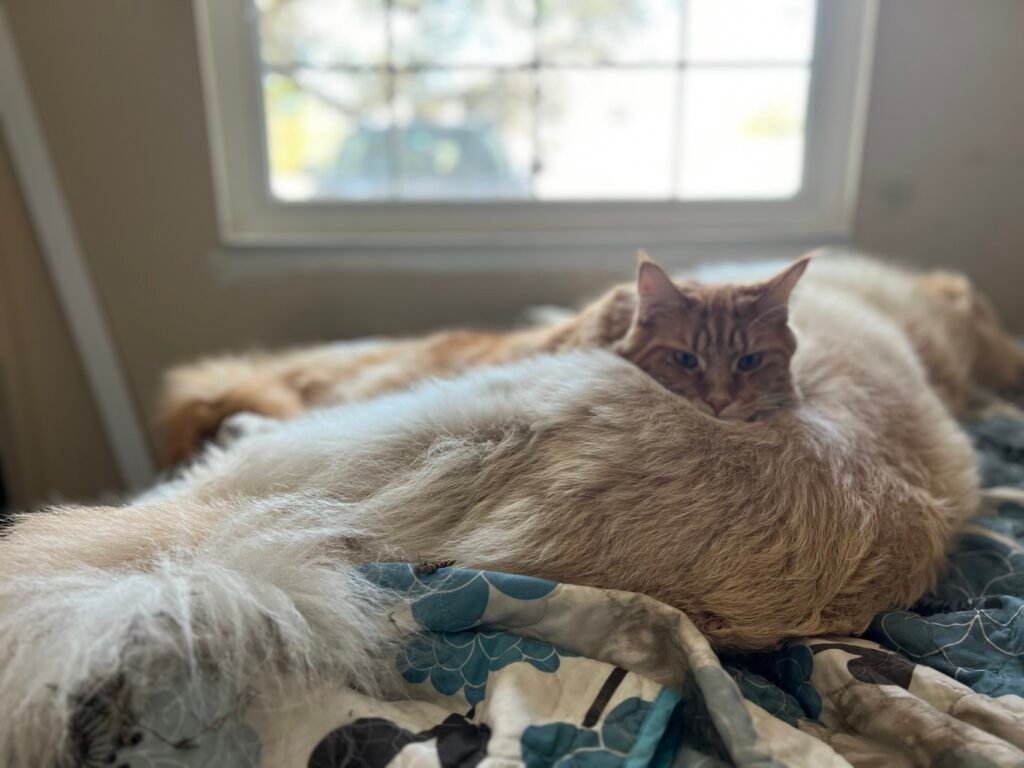 Rowan using Moose as a bed.