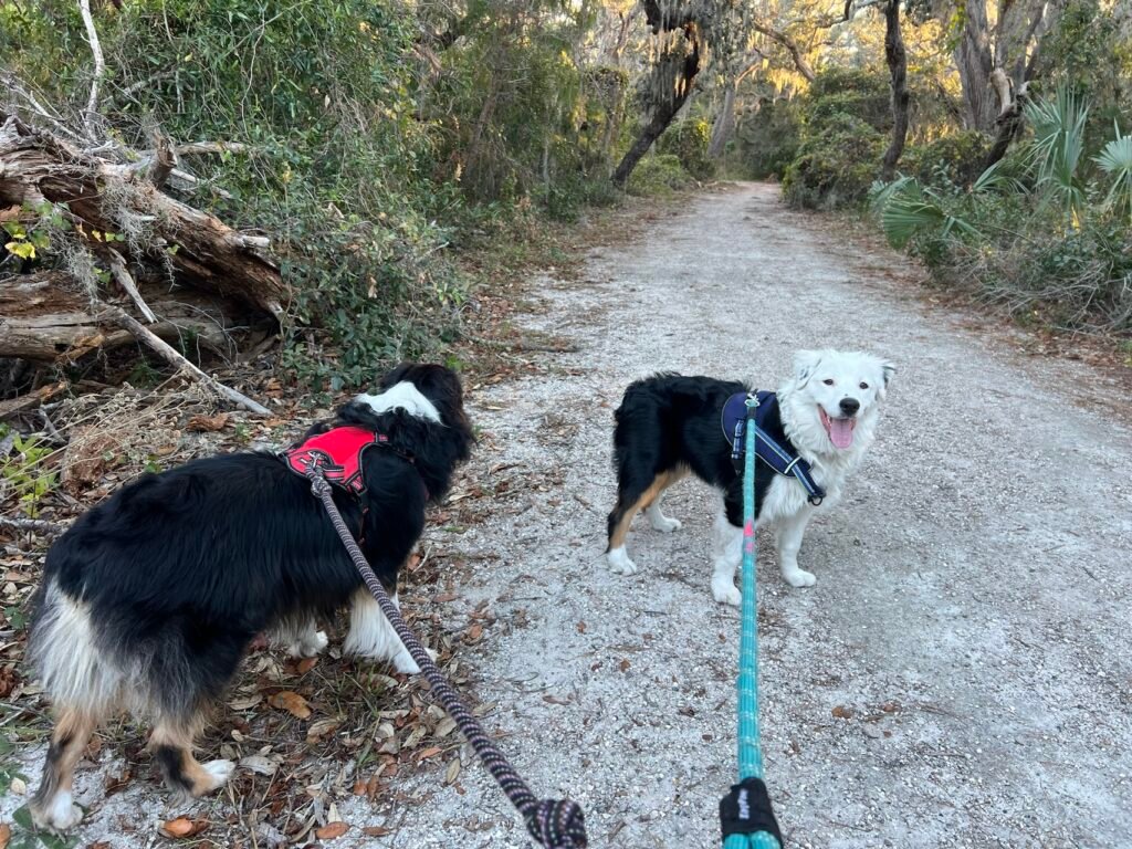 Bolt and Abu going for a walk in the park.