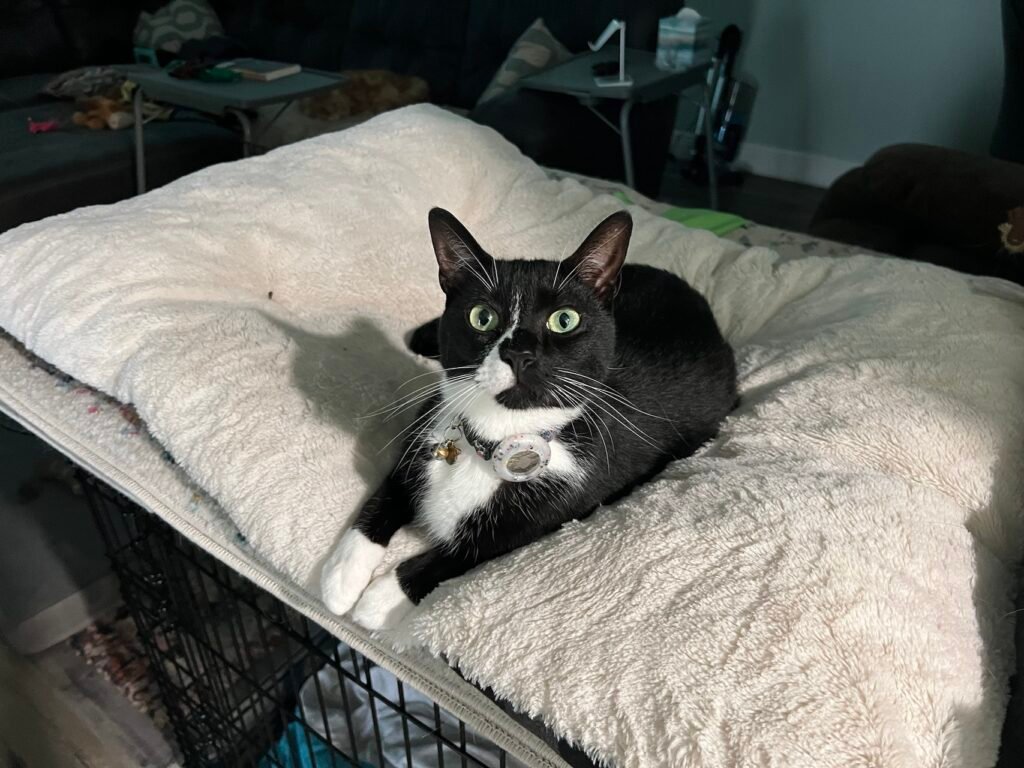 Onyx enjoying the dog's bed.