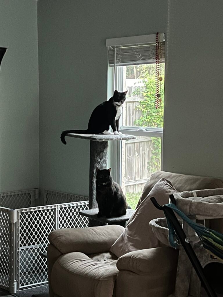 Onyx and Chaos watching everything the light touches.