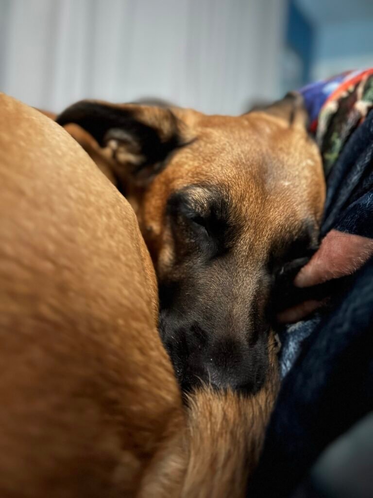 Mila tucked in for night time cuddles