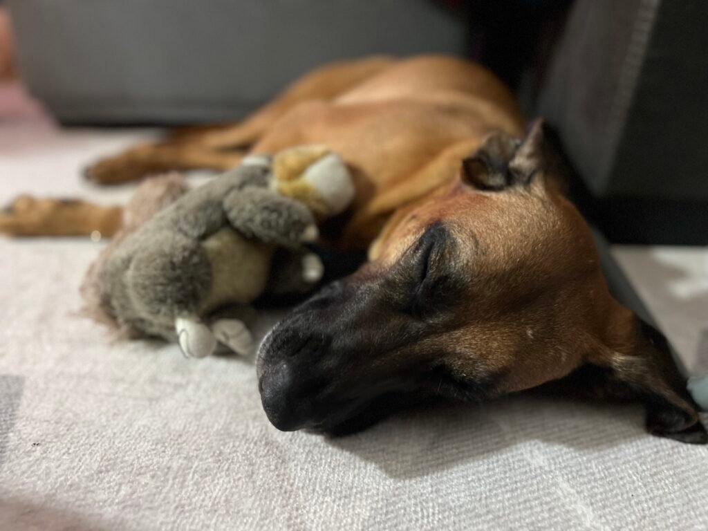 Mila snuggling her toy